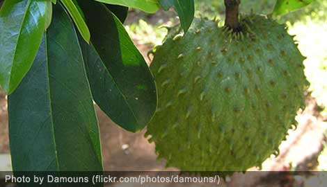 Graviola (Sour Sop) fruit, locally known as Guyabano or Babana